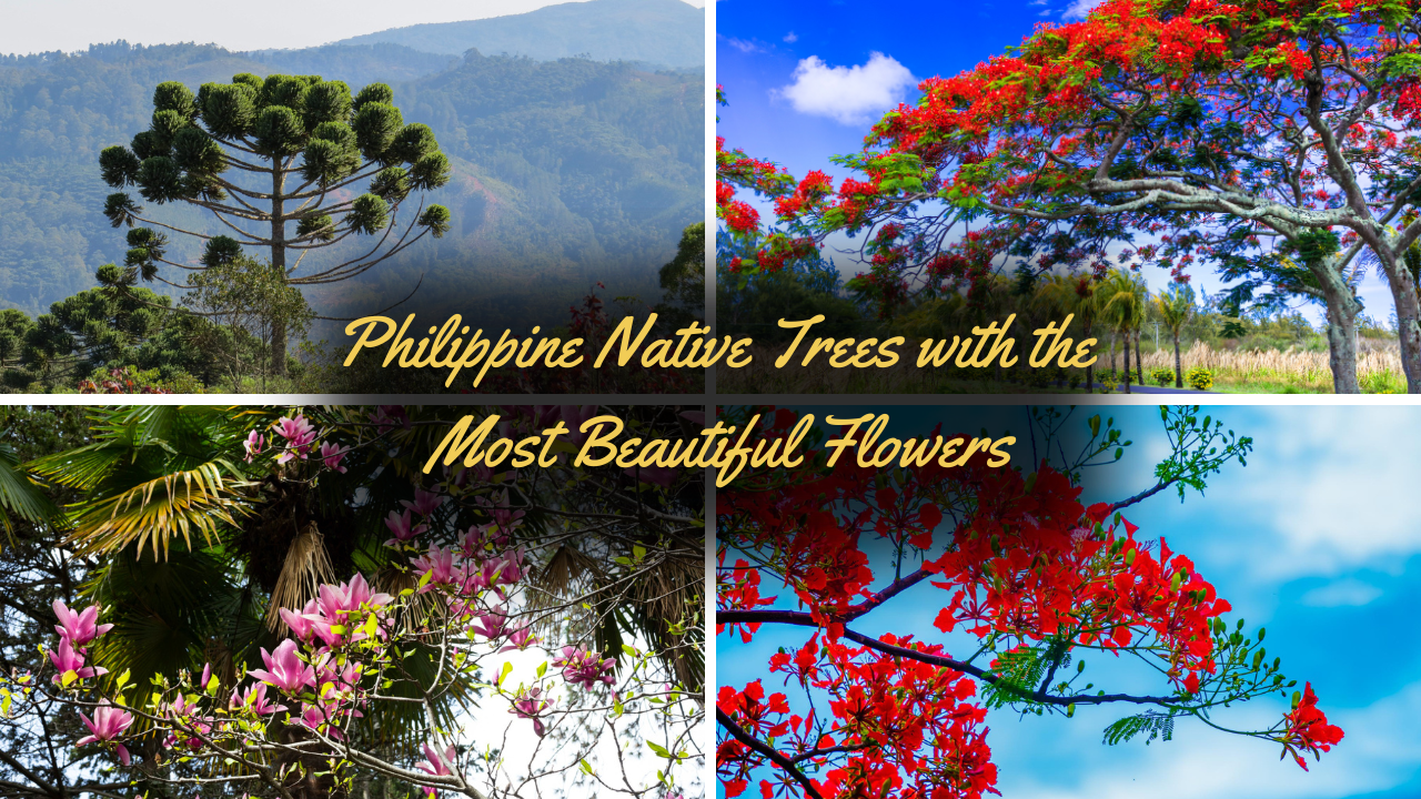 Philippine Native Trees with the Most Beautiful Flowers