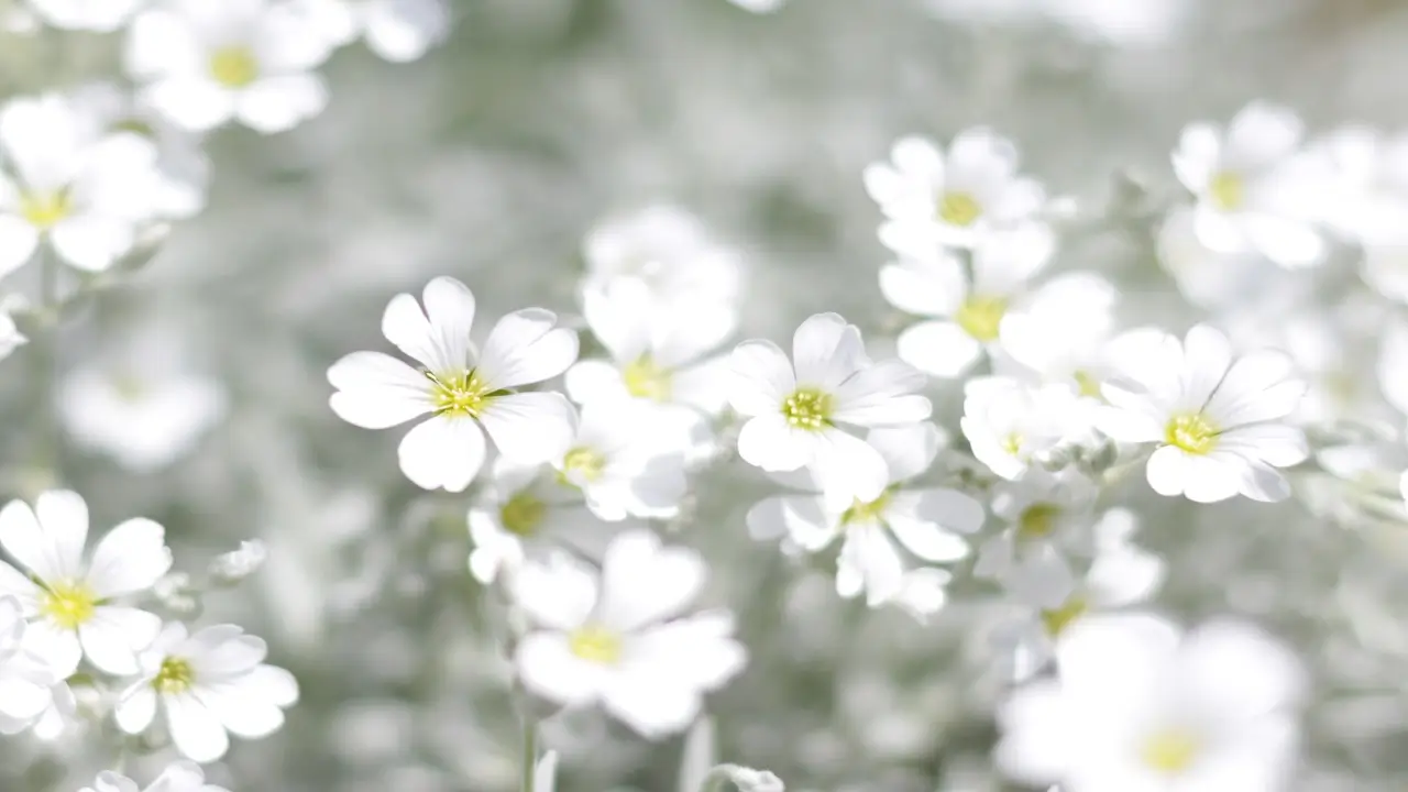 What Do White Flowers Mean: Unraveling the Hidden White Flowers Meanings