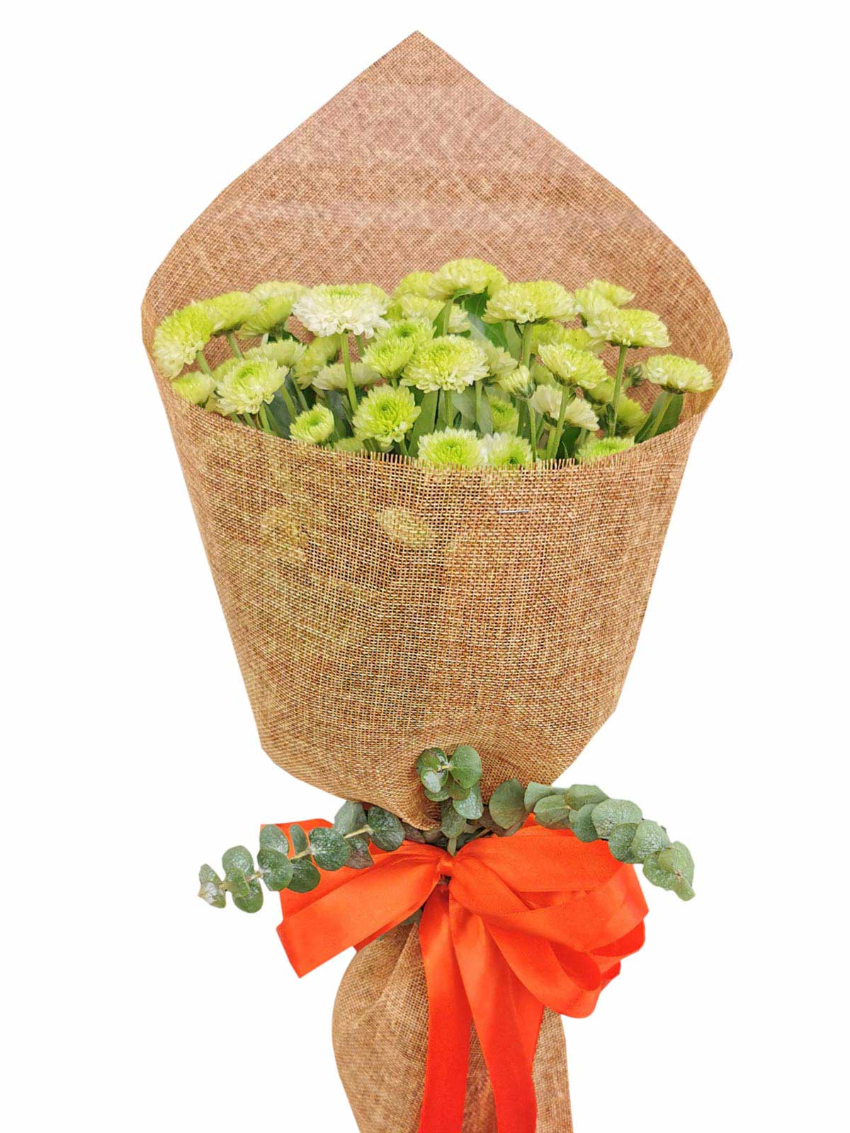 Green Mums 12 Burlap CH